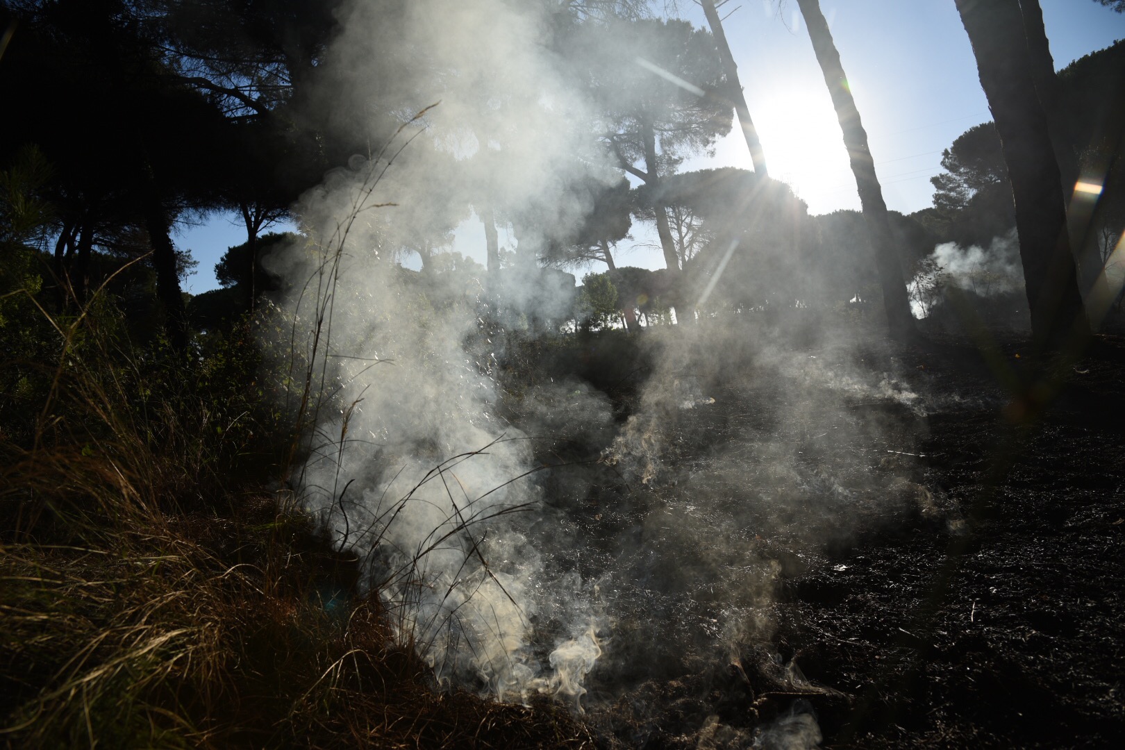 L''incendio della pineta delle Acque Rosse a Ostia: il giorno dopo